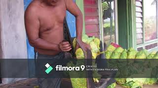 PANEN DAN PROSES PASCA PANEN TEMBAKAU RAJANGAN