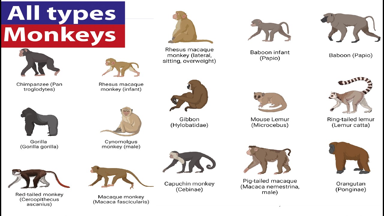 All types of monkeys: A visual guide to monkeys diversity - YouTube