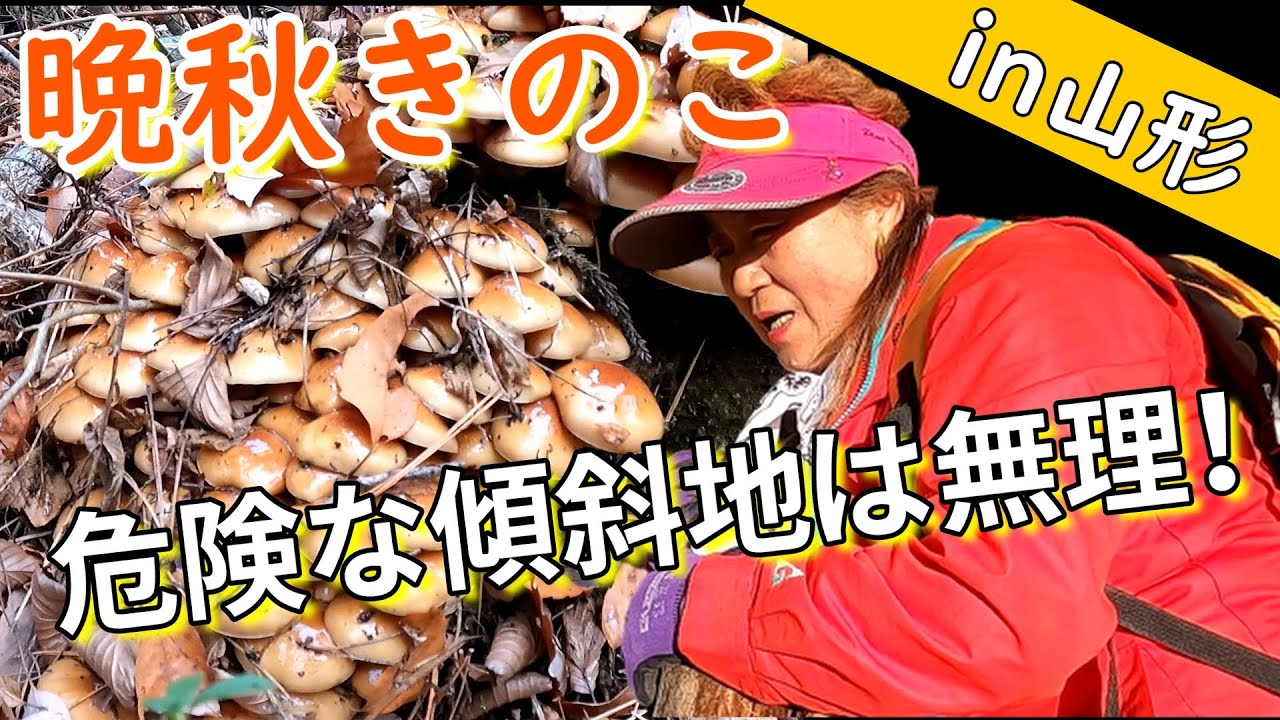 年寄りが来る山ではない！傾斜地８０度の晩秋きのこ採りin山形