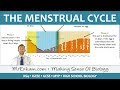 The Menstrual Cycle - GCSE Biology (9-1)