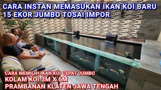 HABIS 500 EKOR IKAN KOI AKF DI RESTO GASS 15 EKOR JUMBO TOSAI IMPOR KOLAM DI RUMAH OWNER | KLATEN