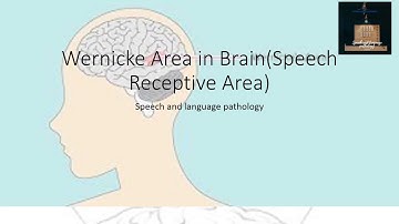 Wernicke Area In Brain| Speech Receptive Area| Speech and Language pathology