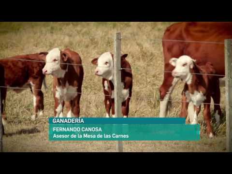 Implementacion de medidas para productores de hacienda y frigorÃ­ficos - Fernando Canosa
