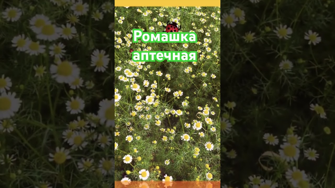 Ромашка аптечная, отличия, свойства, применение.