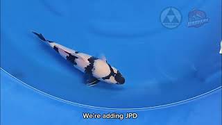JPD Mud Booster: A Journey to Enhancing Sumi