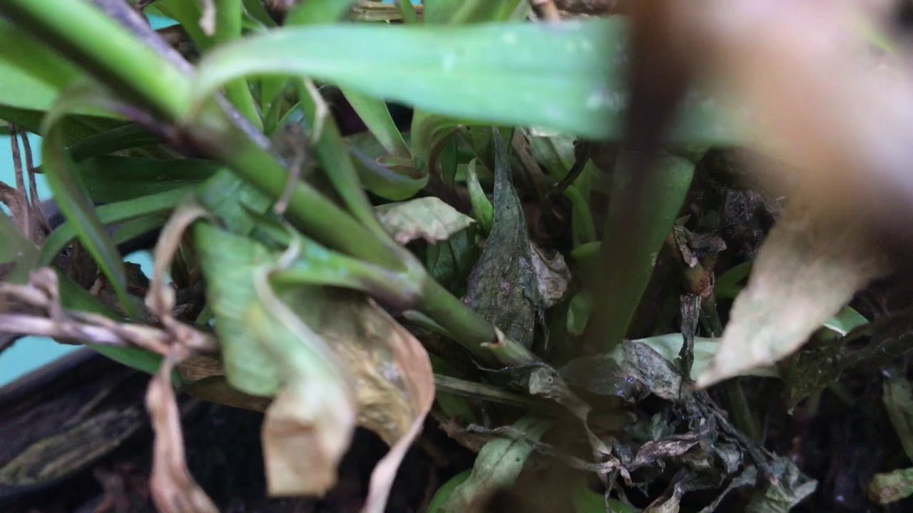 Chips, Cheese and Gravy - Secret Manx Gravy Mine