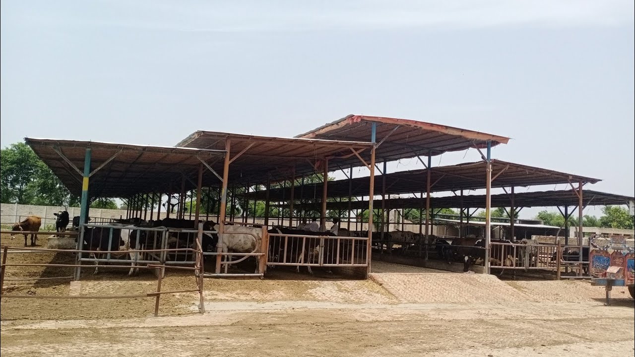 Modern Dairy Farm in Pakistan | cheap And Best shed Design 