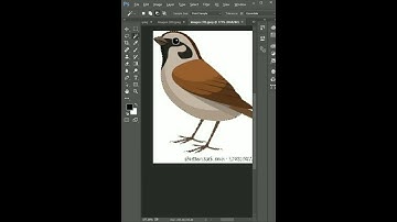 Make Custom Shapes in Adobe Photoshop Quickly