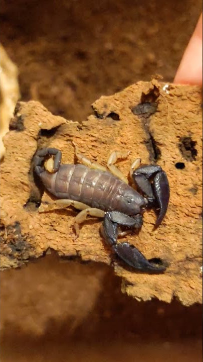 Opisthacanthus madagascariensis 🦂👑