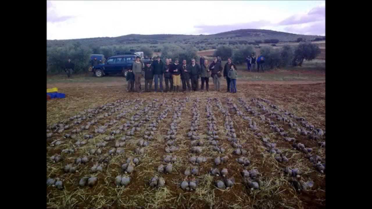 Cacerías de Perdices en La Mancha YouTube