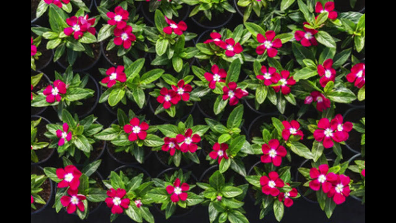 Take me home tonight - vinca plants
