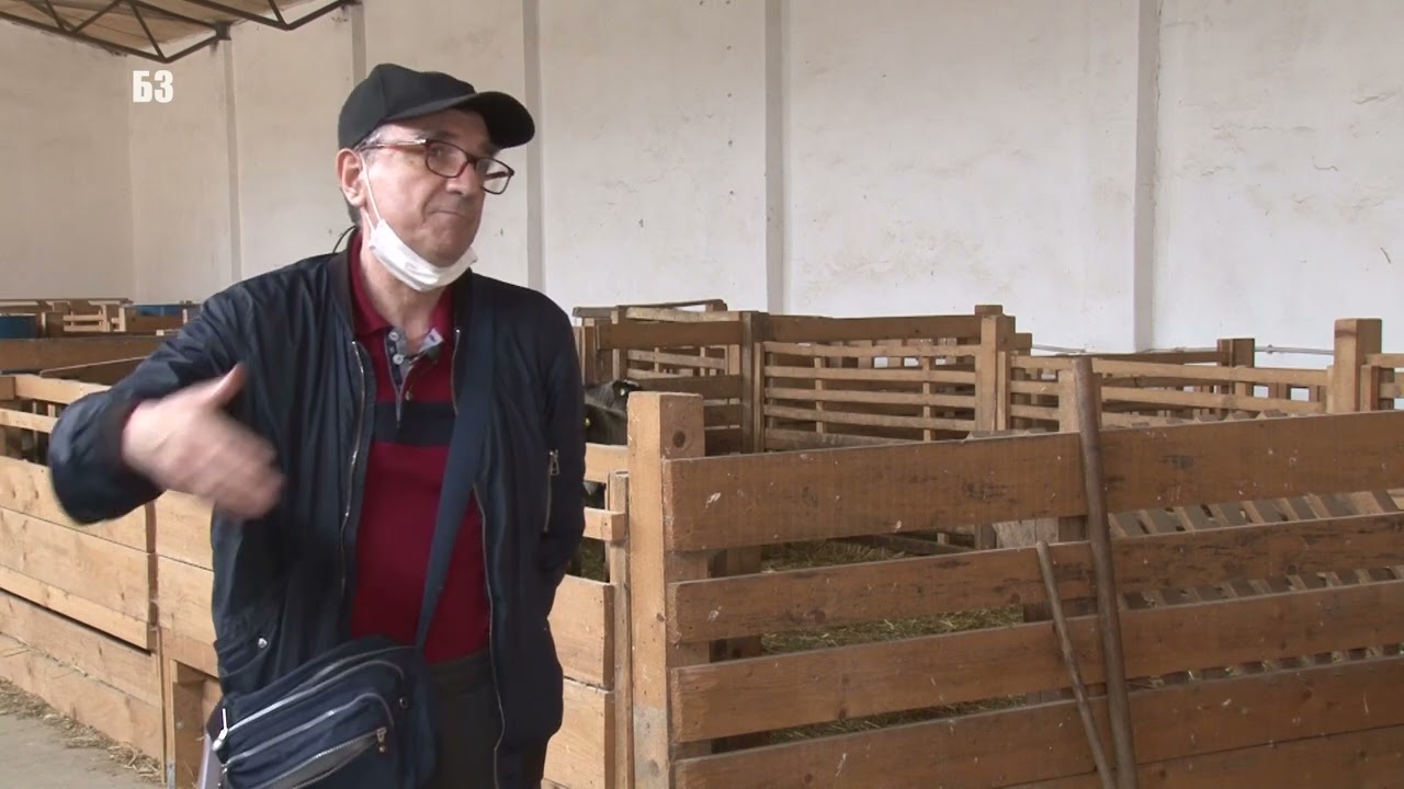 DA LI SE KAJE zbog para ? Farma OVACA koja je koštala 100 000 evra - GENETIKA ROMANSKIH OVACA