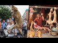 في الصين يأكلون الكلاب .. أخطر 6 أطعمة في العالم يأكلها الناس في الصين , لن تصدق ما ستراه