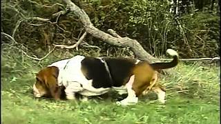 Basset Hound AKC Dog Breed Series