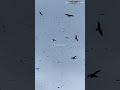 इतने सारे ईगल आपने आज तक एक साथ नहीं देखेंगे ⎮#egale #youtubeshorts #birdwatching #newvideo #shorts