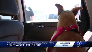'Isn't worth the risk': Animal control demonstrates danger of leaving pets in cars