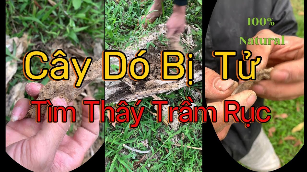 Phát HIện Cây Dó Cổ Thụ bị Tử/ AE Tìm Được Trầm Thơm 