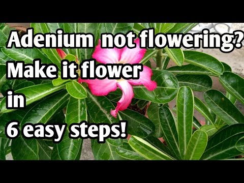 ვიდეო: ადენიუმის უწყვეტი ყვავილობა