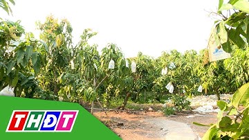 Tạo dáng xoài lùn | Khuyến nông - 18/2/2025 | THDT