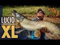 PESCA DE LUCIO GIGANTE: +10 kg, +110 cm/ MONSTER PIKE +22 lbs, +110 cm