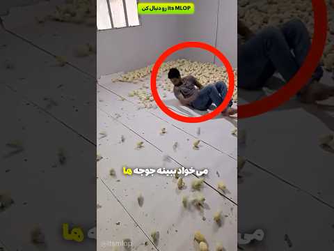 عجیب ترین کاری که میشه با ۵۰۰ تا جوجه کرد همینه