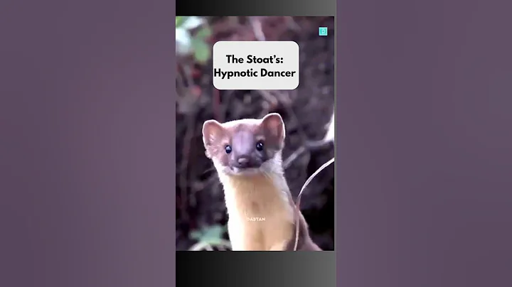 The Stoat’s Hypnotic Dance: Nature’s Creepiest Trick #shorts
