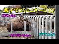 親子でコミュニケーション Indian rhinoceros(インドサイ) 多摩動物公園