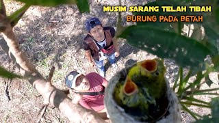 INI WAKTU YANG TEPAT MENCARI SARANG BURUNG