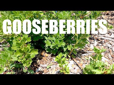 GOOSEBERRIES,