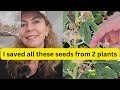 Free seeds from my garden