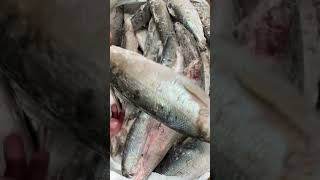 Рыба ОМУЛЬ С Якутии! Жирная! Вкусная! Полезная! Дикая рыба оптом и в розницу! 8-939-911-4500 #еда