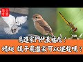 鳥進家門代表福兆？鳥在窗上叫代表什麼呢？蜻蜓鴿子飛進家可以驅趕嗎？