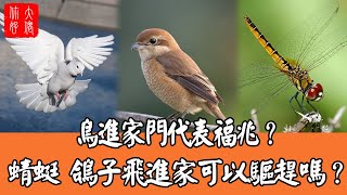 鳥進家門代表福兆？鳥在窗上叫代表什麼呢？蜻蜓鴿子飛進家可以驅趕嗎？