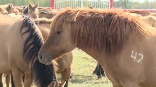 Мугалжарской породе лошадей - 25 лет