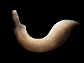 The Worm That Terrorised The Prehistoric Oceans - Ottoia