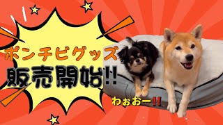 ぽんちび プードル mqdefault.jpg