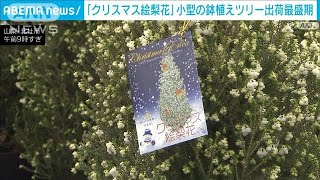 「クリスマス絵梨花」出荷　小型の鉢植えツリーが人気(2023年12月16日)