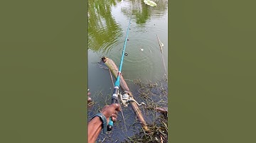 yea machli hamain paresan karke rakhdiya🎣😡(716) village hook fishing video #hookfishing