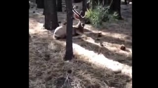 Woman Runs Across A Deer In The Woods And Feeds Her Some Tomato
