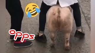 How to ride a Pig 😂😂Funny And Cute Puppies Compilation