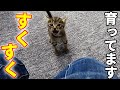 【保護猫一家】すくすく育った子猫達が走り回る!!