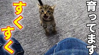 【保護猫一家】すくすく育った子猫達が走り回る！！