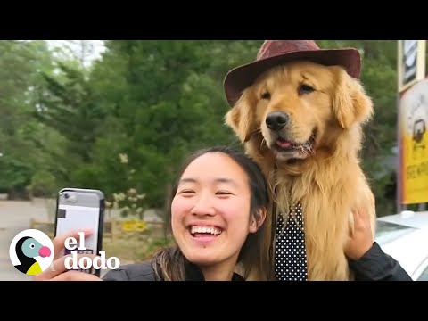 Video: Increíblemente Chill Golden Retriever es el alcalde de Birdville