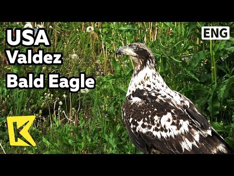 【K】USA Travel-Valdez[미국 여행-밸디즈]미국의 국조 흰머리 독수리/Bald Eagle/Symbol/Eagles Rest RV Park