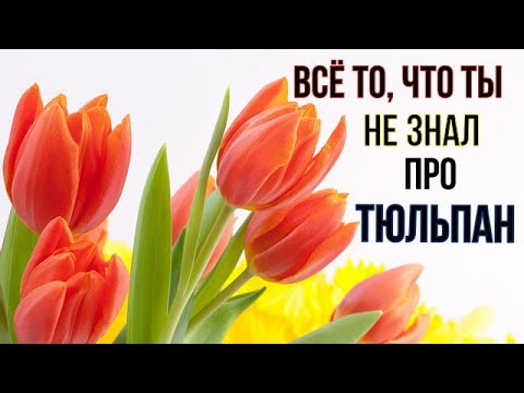 А вы лакомились тюльпанами? Они не только красивые!