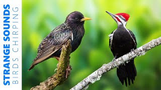 The 10 BIRDS with the STANGEST SONGS in the world! by Birds & Sounds of Nature 1,640 views 3 months ago 10 minutes, 3 seconds