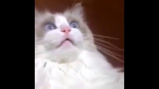 Лучшие приколы про котов и собак #1 2016г. Лучшие приколы про котов и собак #1 2016г.