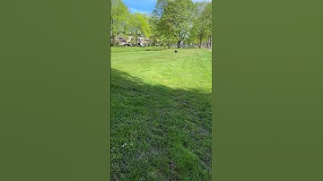 1/5 scale LOSI DBXL-E 2.0 wheely