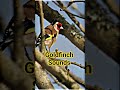 Subscribe to my channel 🐦 #europeangoldfinch #goldfinch #birdsounds #birds #birdsounds #nature