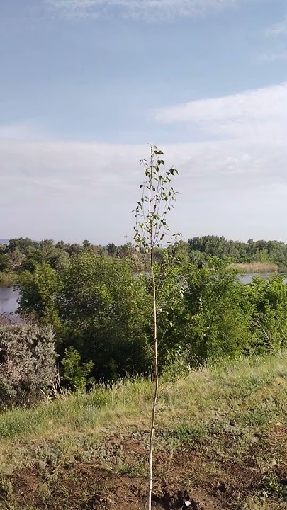 Парк Патриот Энгельс #лето #природа #музыка - YouTube